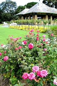 rose garden